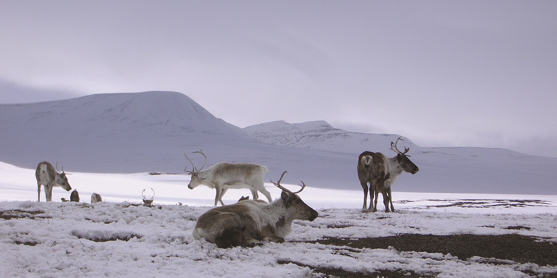 Арктика за неделю: новые доказательства и большие инициативы