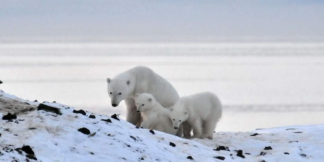 Арктика сегодня: медведи, тундра и спортивное воспитание