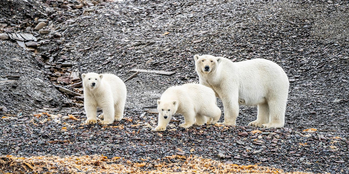 Арктика за неделю: важнейшие темы арктической повестки с 14 по 18 ноября