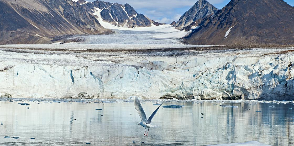 Арктика сегодня: экологичный СМП, Павловское месторождение и заполярный туризм