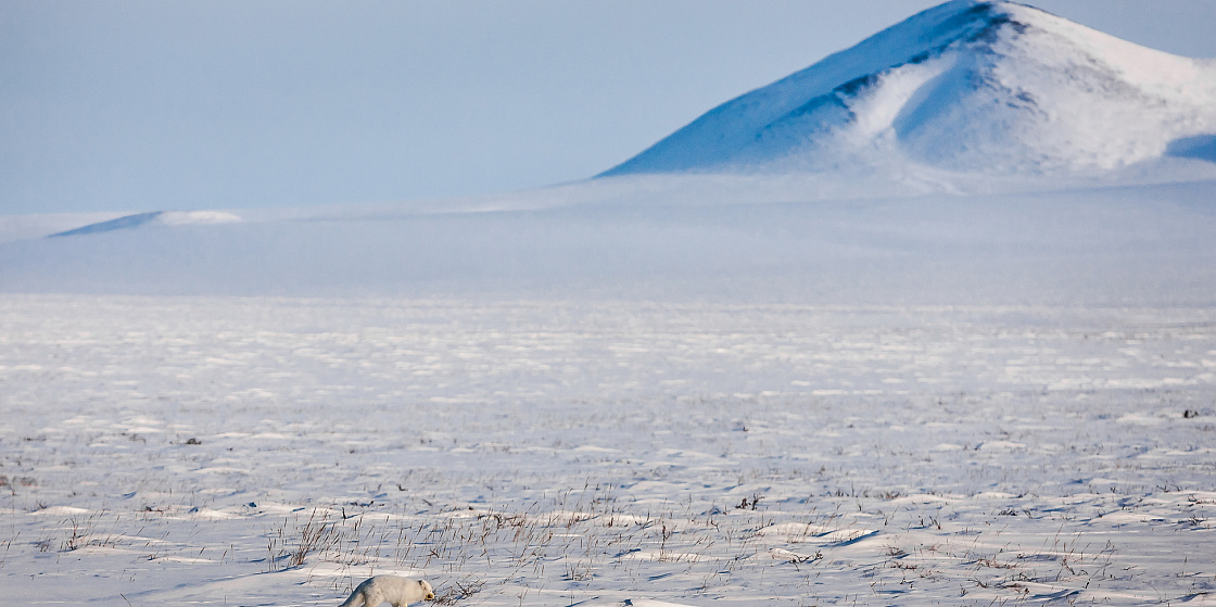 Эксперты ПОРА: Для полноценного изучения Арктики необходимо международное научное сотрудничество