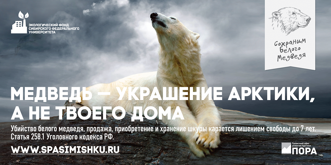 Экофонд СФУ запускает кампанию “Сохраним белого медведя”