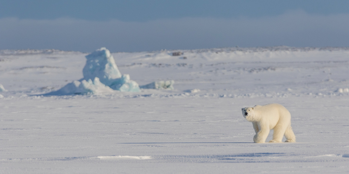 Арктика за неделю: важнейшие темы арктической повестки с 13 по 17 марта