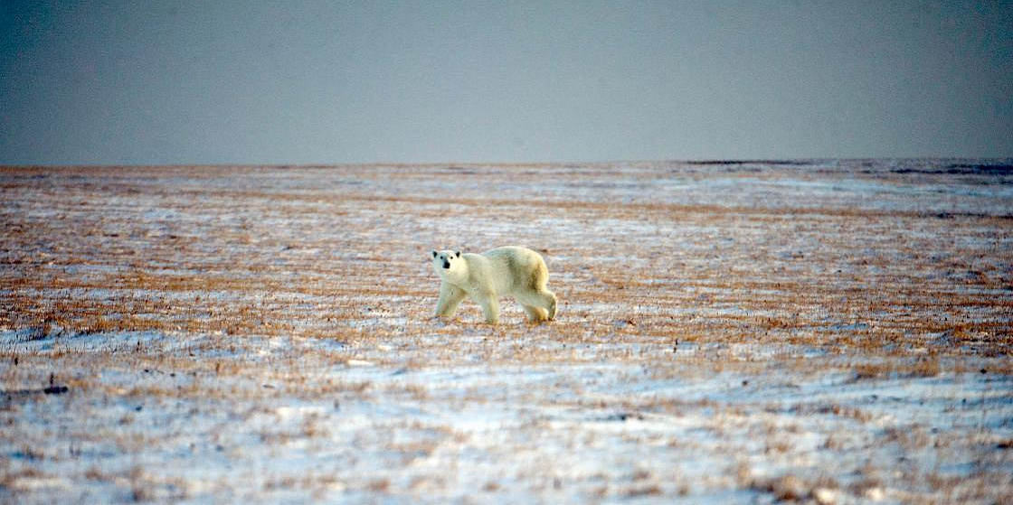 Арктика сегодня: волонтеры «Чистой Арктики» собрали более 3 тысяч тонн отходов в 2021 году