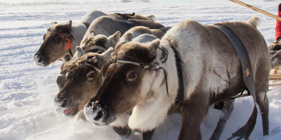 Программу «Молодой оленевод» распространили на всю территорию Якутии