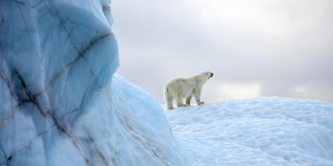 Арктика за неделю: важнейшие темы арктической повестки с 6 по 10 февраля