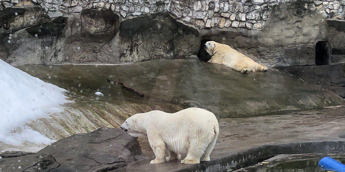 О жизни московских белых медведей рассказали в прямом эфире в  соцсетях