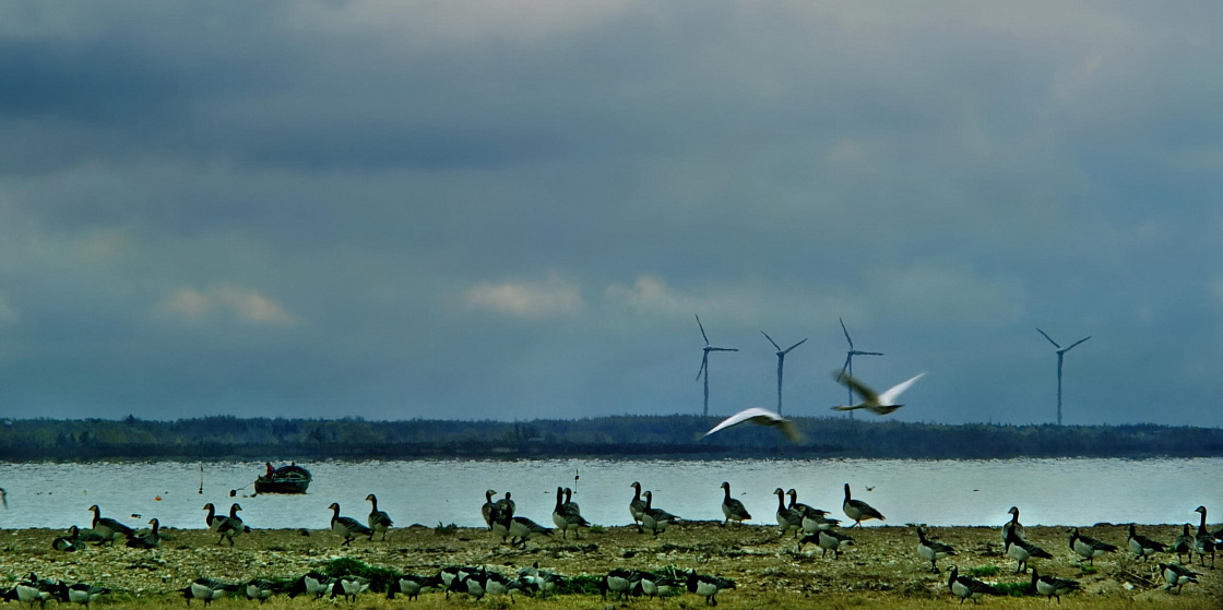Арктика сегодня. На заполярном проекте «Газпром нефти» появится ветровая электростанция 