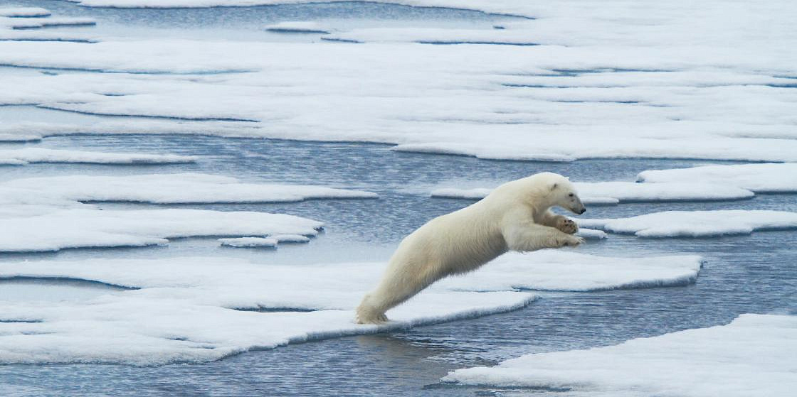  Создание постоянно действующего раздела «ЭкоАрктика» на интернет-портале Первого общественного экологического телевидения