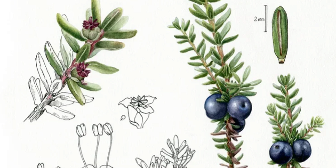  Создание ботанических рисунков арктических растений для книги-альбома “Живая Арктика 2” 
