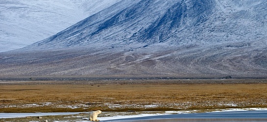 Рассылка «ПОРА в Арктику! GoArctic!» – выпуск от 25 октября 2024 года