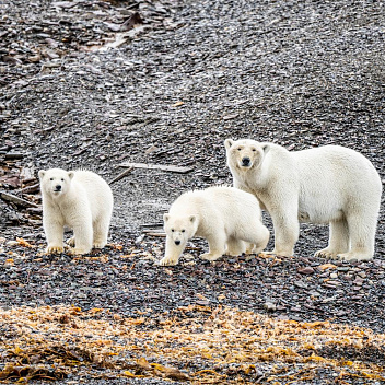 Арктика за неделю: важнейшие темы арктической повестки с 14 по 18 ноября