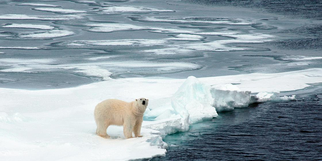 Арктика сегодня: морской грузооборот, редкие животные и «ястребиная авиация»