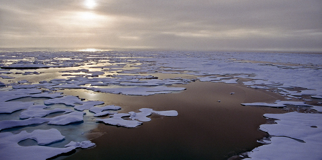 Таяние льда останавливает развитие флоры и фауны в Арктике