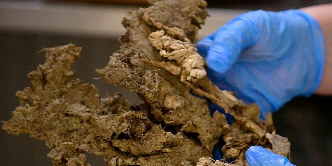 Учёные извлекли ДНК из зубов якутских и чукотских мамонтов